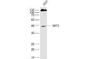 293T lysates probed with SKP2 Polyclonal Antibody, Unconjugated  at 1:500 dilution and 4˚C overnight incubation. (SKP2 anticorps  (AA 351-424))