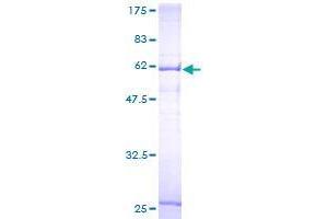 Image no. 1 for Solute Carrier Family 25, Member 45 (SLC25A45) (AA 1-335) protein (GST tag) (ABIN1320302)