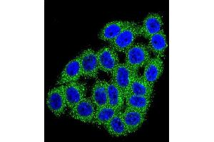 Confocal immunofluorescent analysis of CPB1 Antibody (N-term) (ABIN655962 and ABIN2845347) with Hela cell followed by Alexa Fluor 488-conjugated goat anti-rabbit lgG (green).