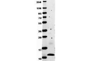 Image no. 1 for anti-Chemokine (C-C Motif) Ligand 2 (CCL2) antibody (ABIN1102997) (CCL2 anticorps)