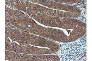 Image no. 1 for anti-Granzyme B (GZMB) (AA 21-247) antibody (ABIN1491198)