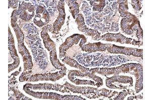 IHC-P Image NDUFS3 antibody detects NDUFS3 protein at cytosol on mouse duodenum by immunohistochemical analysis.
