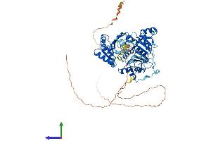 AlphaFold protein structure predicition of Mouse Recombinant Ddx5 Protein, UniprotID Q61656