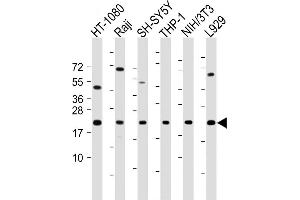 All lanes : Anti-Bax Antibody (BH3 Domain Specific) at 1:2000 dilution Lane 1: HT-1080 whole cell lysate Lane 2: Raji whole cell lysate Lane 3: SH-SY5Y whole cell lysate Lane 4: THP-1 whole cell lysate Lane 5: NIH/3T3 whole cell lysate Lane 6:  whole cell lysate Lysates/proteins at 20 μg per lane. (BAX anticorps  (AA 41-76))