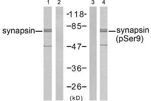 Western blot analysis of extract from mouse brain tissue, using synapsin (Ab-9) antibody (E021259, Line 1 and 2) and synapsin (phospho-Ser9) antibody (E011278, Line 3 and 4). (SYN1 anticorps)