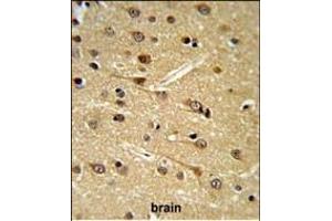 D Antibody (Center) (ABIN652948 and ABIN2842605) IHC analysis in formalin fixed and paraffin embedded human brain tissue followed by peroxidase conjugation of the secondary antibody and DAB staining.