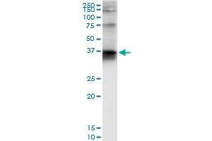 Immunoprecipitation of STX4 transfected lysate using anti-STX4 MaxPab rabbit polyclonal antibody and Protein A Magnetic Bead , and immunoblotted with STX4A purified MaxPab mouse polyclonal antibody (B01P) .