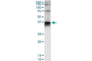Immunoprecipitation of STX4 transfected lysate using anti-STX4 MaxPab rabbit polyclonal antibody and Protein A Magnetic Bead , and immunoblotted with STX4A purified MaxPab mouse polyclonal antibody (B01P) . (Syntaxin 4 anticorps  (AA 1-297))