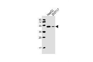 All lanes : Anti-CSIN3 Antibody (M1) at 1:2000 dilution Lane 1: HepG2 whole cell lysate Lane 2: 293T/17 whole cell lysate Lysates/proteins at 20 μg per lane. (PACSIN3 anticorps  (N-Term))