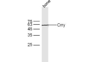 Bone lyates probed with Crry Polyclonal Antibody, Unconjugated  at 1:300 overnight at 4˚C. (CR1L anticorps  (AA 51-150))