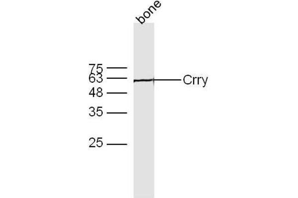 CR1L anticorps  (AA 51-150)