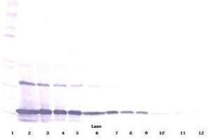 Image no. 2 for anti-Chemokine (C-C Motif) Ligand 2 (CCL2) antibody (ABIN465739)