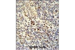 LY6G6C antibody (C-term) (ABIN654496 and ABIN2844228) immunohistochemistry analysis in formalin fixed and paraffin embedded human lymph node followed by peroxidase conjugation of the secondary antibody and DAB staining. (LY6G6C anticorps  (C-Term))