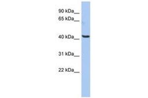 Image no. 1 for anti-Olfactomedin-Like 1 (OLFML1) (AA 323-372) antibody (ABIN6743907) (OLFML1 anticorps  (AA 323-372))