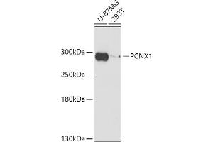 Western blot analysis of extracts of various cell lines, using PCNX1 antibody (ABIN7269201) at 1:1000 dilution. (Pecanex-Like Protein 1 (PCNX1) anticorps)