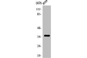 Western Blot analysis of HT29 cells using Olfactory receptor 2K2 Polyclonal Antibody (OR2K2 anticorps  (C-Term))