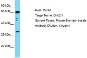 Image no. 1 for anti-Guanine Nucleotide Binding Protein (G Protein), beta Polypeptide 2-Like 1 (GNB2L1) (AA 188-237) antibody (ABIN6750457)