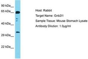 Image no. 1 for anti-Guanine Nucleotide Binding Protein (G Protein), beta Polypeptide 2-Like 1 (GNB2L1) (AA 188-237) antibody (ABIN6750457) (GNB2L1 anticorps  (AA 188-237))