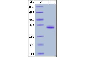 Biotinylated Human IgG1 Fc, Avitag on  under reducing (R) condition. (IgG Fc (AA 99-330) (Active) protein (AVI tag,Biotin))