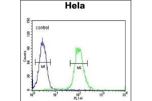 XRCC6 Antibody (Center) (ABIN651281 and ABIN2840168) flow cytometric analysis of Hela cells (right histogram) compared to a negative control cell (left histogram). (XRCC6 anticorps  (AA 228-254))