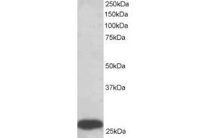 ABIN184567 staining (0. (PGAM1/2/4 anticorps  (C-Term))