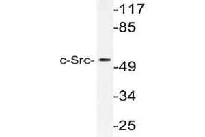Western blot (WB) analysis of c-Src antibody in extracts from HeLa cells. (NCOA1 anticorps)
