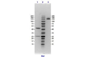 Coomassie stained SDS-PAGE results using Anti-Hemagglutinin (HA) (Mouse) Monoclonal Antibody clone 22A81 separated in a 4-20 % gradient gel. (Hemagglutinin anticorps)