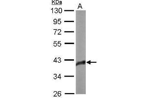 WB Image Sample (20 ug of whole cell lysate) A: Human ESC 10% SDS PAGE antibody diluted at 1:1000 (SOX2 anticorps)