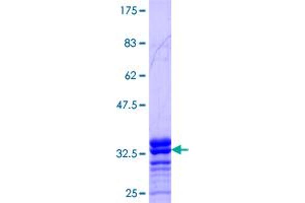 NDUFA8 Protein (AA 1-72) (GST tag)