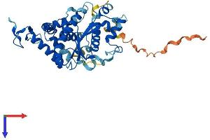 AlphaFold protein structure predicition of Human Recombinant CTU1 Protein, UniprotID Q7Z7A3