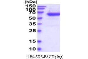 SDS-PAGE (SDS) image for Plasminogen Activator, Tissue (PLAT) (AA 24-562) protein (His tag) (ABIN6387935)
