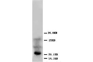 Anti-FGF4 antibody, Western blotting WB: HELA Cell Lysate (FGF4 anticorps  (Middle Region))