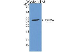 Western Blotting (WB) image for anti-Activating Transcription Factor 1 (AFT1) (AA 2-240) antibody (ABIN3206819) (AFT1 anticorps  (AA 2-240))