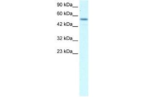 EBF3 antibody (20R-1069) used at 0. (EBF3 anticorps  (Middle Region))