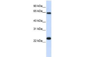 Karyopherin Alpha 1 antibody used at 1 ug/ml to detect target protein. (KPNA1 anticorps)