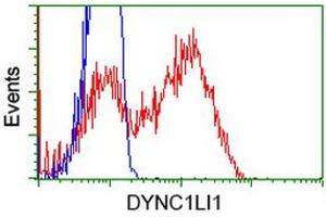 HEK293T cells transfected with either RC222010 overexpress plasmid (Red) or empty vector control plasmid (Blue) were immunostained by anti-DYNC1LI1 antibody (ABIN2452968), and then analyzed by flow cytometry. (DYNC1LI1 anticorps)