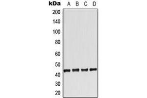 Western blot analysis of Adenosine A2a Receptor expression in HeLa (A), Raw264. (Adenosine A2a Receptor anticorps  (Center))