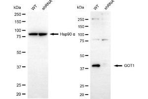 Western blotting analysis using GOT1 antibody (ABIN7798745).