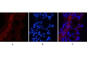 Immunofluorescence analysis of mouse lung tissue. (EFHD1 anticorps)