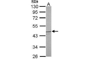 WB Image Sample (50 ug of whole cell lysate) A: mouse liver 10% SDS PAGE antibody diluted at 1:1000