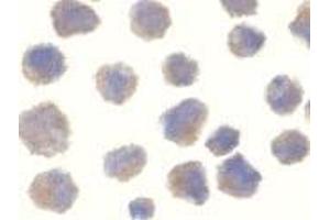 Immunocytochemistry of BACE in 3T3 cells with AP30111PU-N BACE antibody at 10 μg/ml.