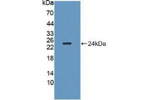 Figure. (GM2A anticorps  (AA 24-193))