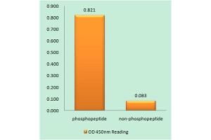 ELISA image for anti-Glutamate Receptor, Ionotropic, N-Methyl D-Aspartate 1 (GRIN1) (pSer890) antibody (ABIN1847318) (GRIN1/NMDAR1 anticorps  (pSer890))