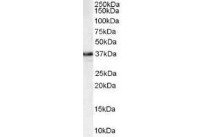 ABIN185209 staining (1µg/ml) of HEK293 lysate (RIPA buffer, 35µg total protein per lane). (MPG anticorps  (C-Term))