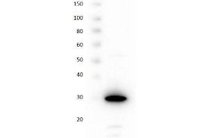 Western blot using RFP control protein Western blot using RFP control protein. (RFP Protéine)