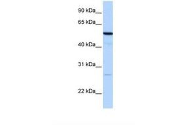 Receptor Accessory Protein 4 antibody  (AA 67-116)