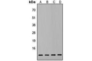 Western blot analysis of ATP5L2 expression in HepG2 (A), PC3 (B), MCF7 (C), NIH3T3 (D) whole cell lysates. (ATP5L2 anticorps  (Center))