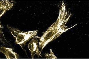 Immunofluoresence staining of human fibroblasts. (ERK1 anticorps  (AA 325-345))