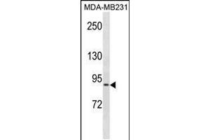Western blot analysis in MDA-MB231 cell line lysates (35ug/lane). (KIRREL anticorps  (C-Term))