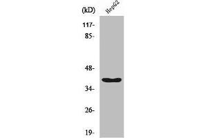 Western Blot analysis of HepG2 cells using RFC3 Polyclonal Antibody